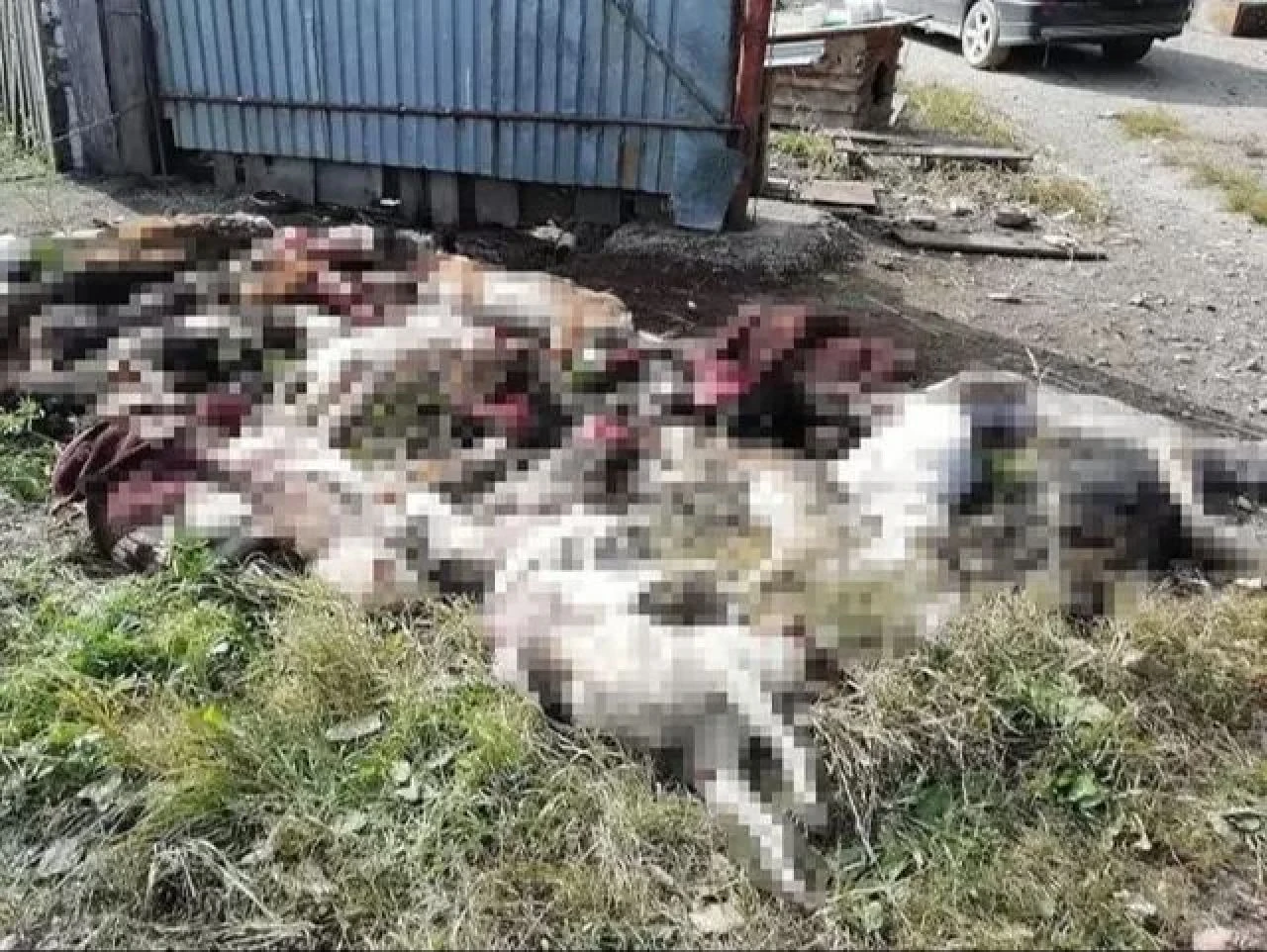 Polis koruması, sokağa çıkma yasağı fayda etmedi: Eve giren ayı baba ile oğlu katletti! - 1. Resim