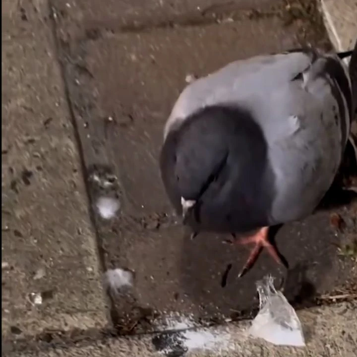 Uyuşturucu yiyen güvercinin halini görenler şoke oldu! - 1. Resim