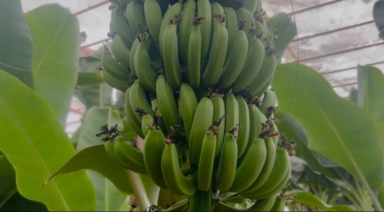 Depremzede kardeşler 120 dönüm serada üretiyor! Kilosu 33 TL - 1. Resim