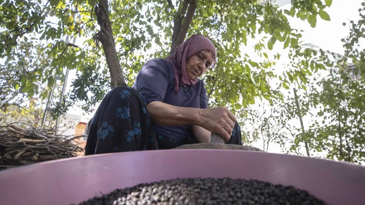 Köylüler dağlardan binbir zorlukla topluyor! Çedenenin kilosu 400 liradan satılıyor - 2. Resim