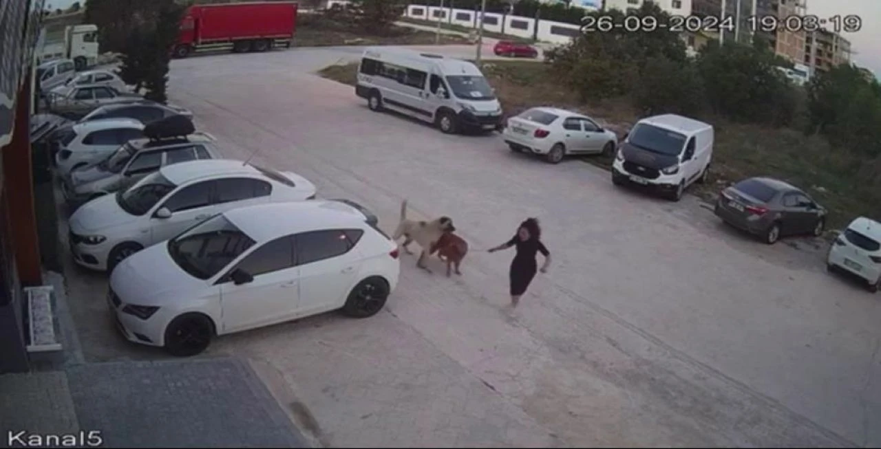 Başıboş köpekler yine dehşet saçtı! Çaresiz kadın kendini böyle siper etti - 2. Resim