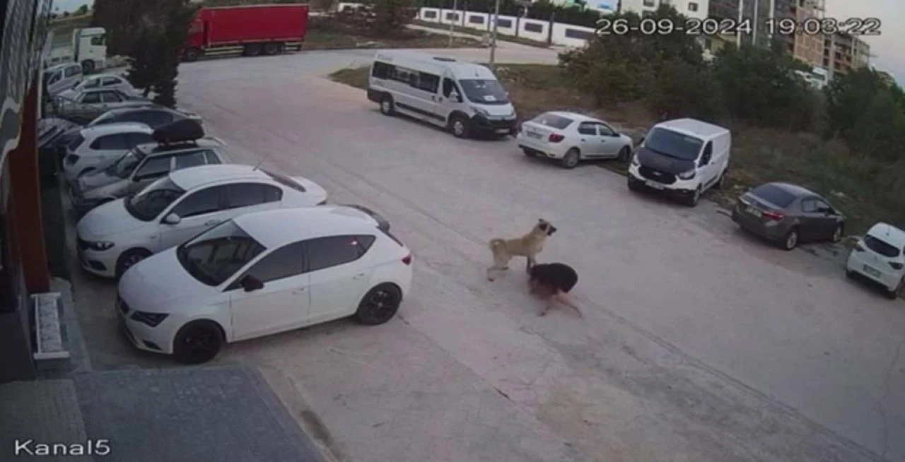 Başıboş köpekler yine dehşet saçtı! Çaresiz kadın kendini böyle siper etti - 3. Resim