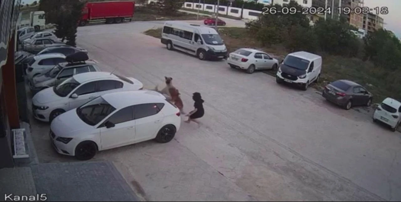 Başıboş köpekler yine dehşet saçtı! Çaresiz kadın kendini böyle siper etti - 1. Resim