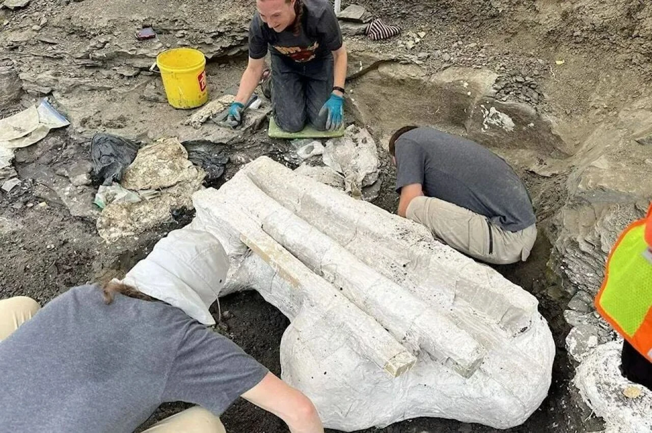 İnanılmaz devasa keşif: 4 bin kilo olduğuna inan da var! 272 kiloluk canavar kafatası vinçle kaldırıldı - 3. Resim