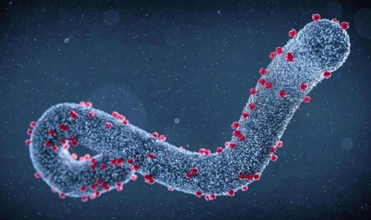 Marburg virüsü 6 kişiyi öldürdü! Salgın için DSÖ'den uyarı geldi! İşte belirtileri - 1. Resim