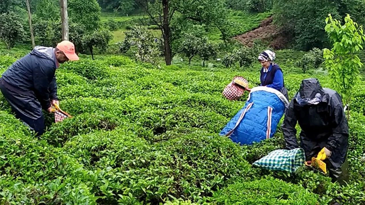 ÇAYKUR yaş çay bedeli ödemelerine başladı! - 2. Resim