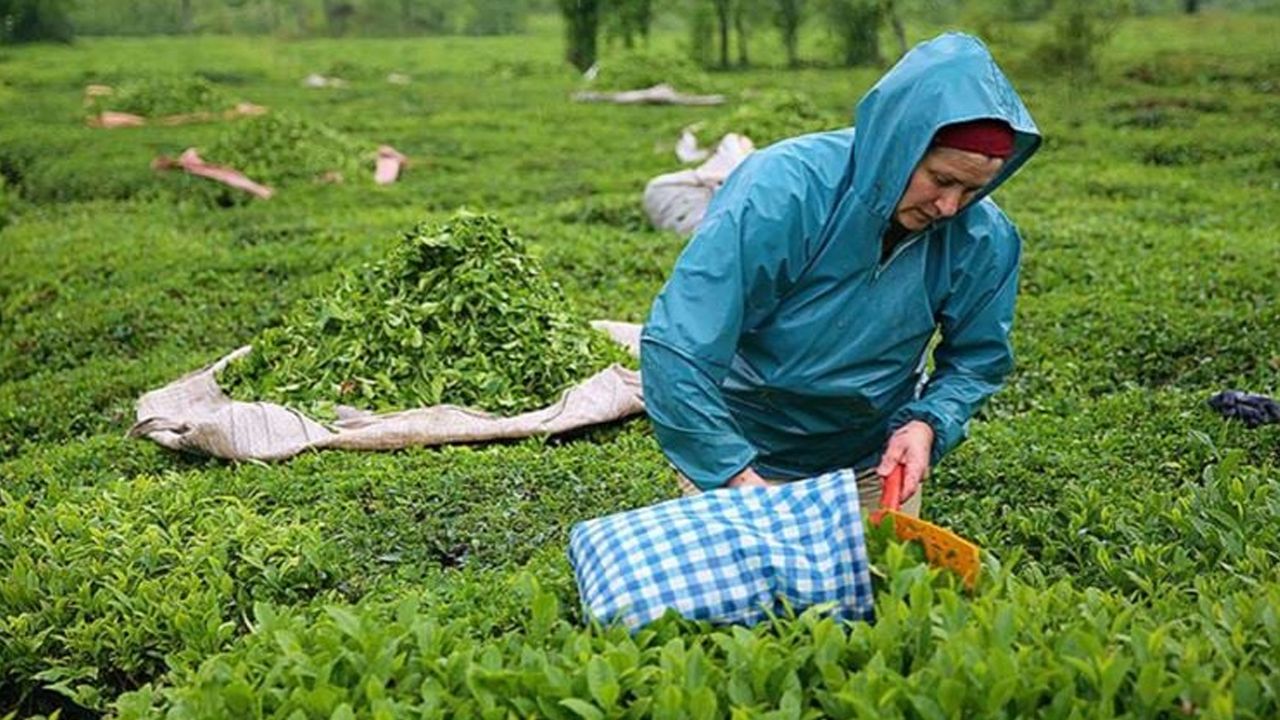 ÇAYKUR yaş çay bedeli ödemelerine başladı!