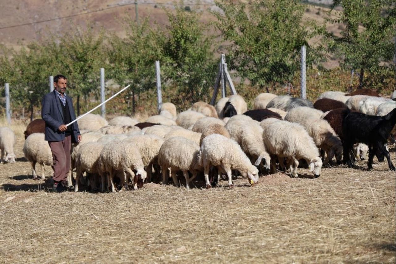 Çoban bu sene altına yarışıyor! Aylık 70 bin TL maaş + 30 GB internet! Çalıştıracak adam bulamıyor - 1. Resim