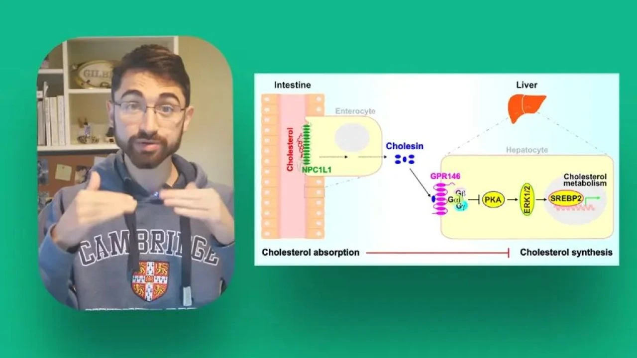 Doğru bilineni tepetaklak eden deney: Günde 24, ayda 720 yumurta yedi, sonuç şok etti - 4. Resim