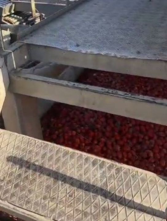 Faaliyetleri durdurulan ünlü marka salça fabrikası Manisa'da bulunuyor - 1. Resim