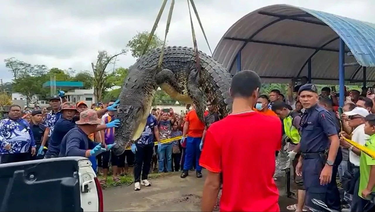 Nehir canavarı küçük kızı yuttu! Vinçle sudan çıkarılan timsahın midesi ortalığa saçıldı - 2. Resim