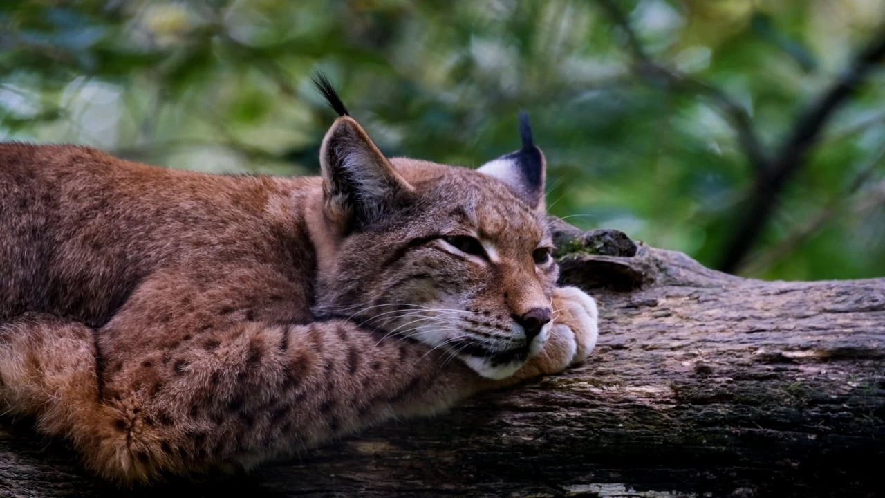 Elazığ'da nadir karşılaşma: Nesli tehlike altındaki yavru vaşaklar böyle görüntülendi - 2. Resim