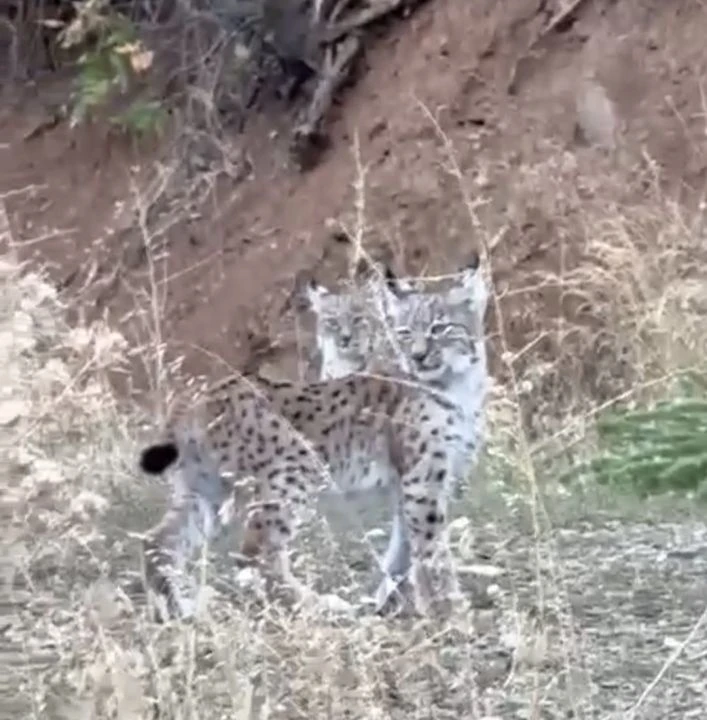 Elazığ'da nadir karşılaşma: Nesli tehlike altındaki yavru vaşaklar böyle görüntülendi - 1. Resim