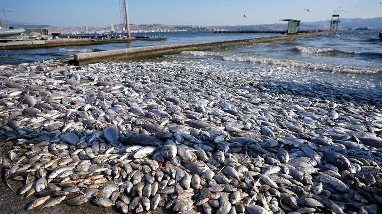 İzmirliler körfezdeki koku sorunu için çözüm bekliyor! Esnaf perişan oldu - 3. Resim