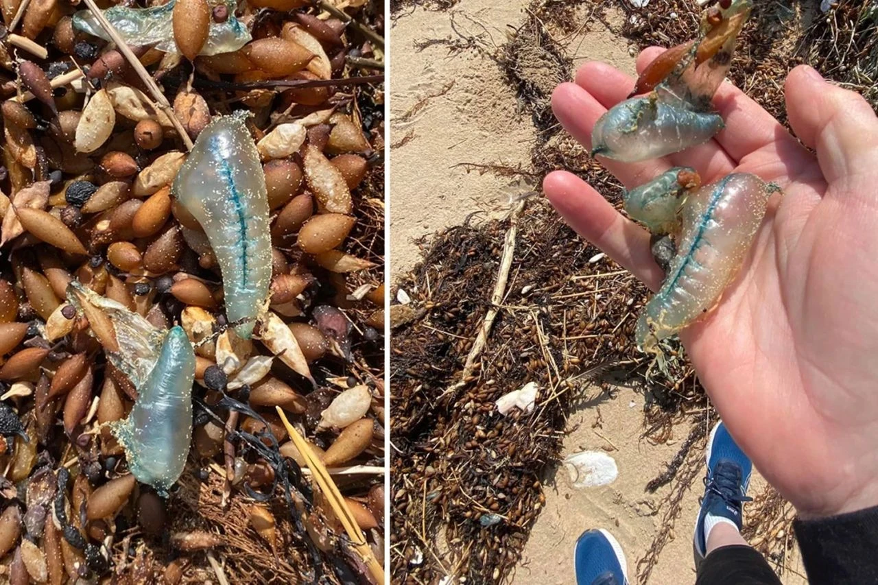 Sahilde fark ettiği 'mavi plastikleri' eline aldı, ne olduğunu öğrenince hayatının hatasını yaptığını anladı
