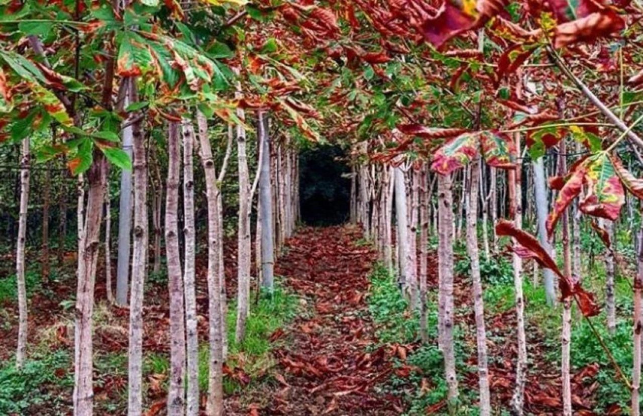 Yoğun iş temposundan bıkanları mest edecek! İstanbul'da kafa dinleyebileceğiniz mekanlar