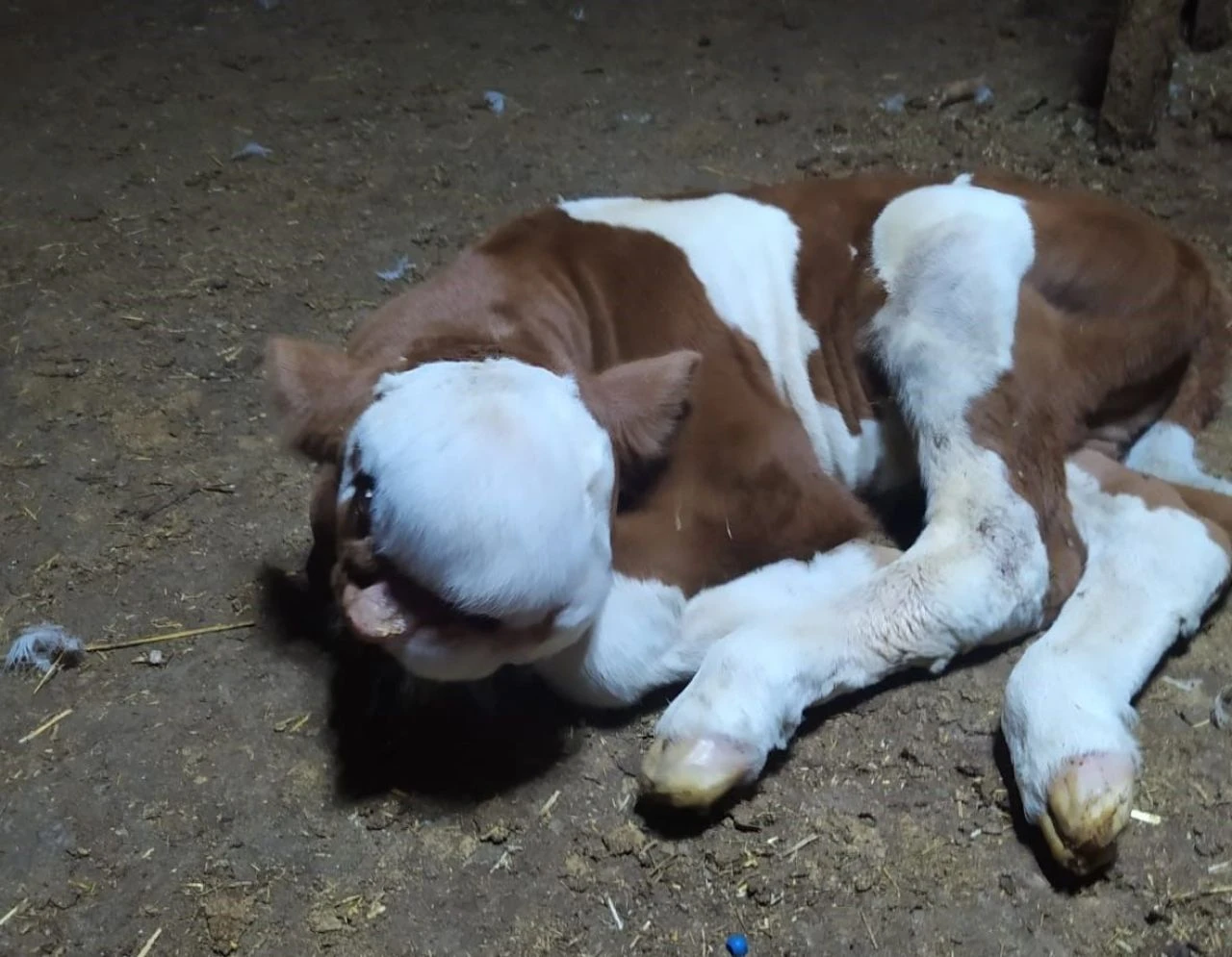 Ahırdan gelen sesleri duydu, gördüğü manzara karşısında hayrete düştü