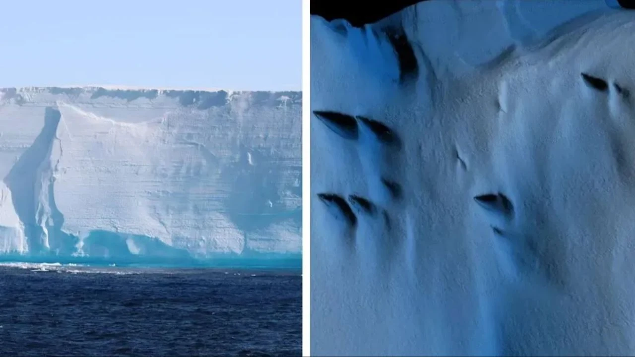 Bilim dünyası bunu konuşuyor: Türk bilim insanlarından Antarktika'da yeni bir canlı türü keşfi! - 1. Resim