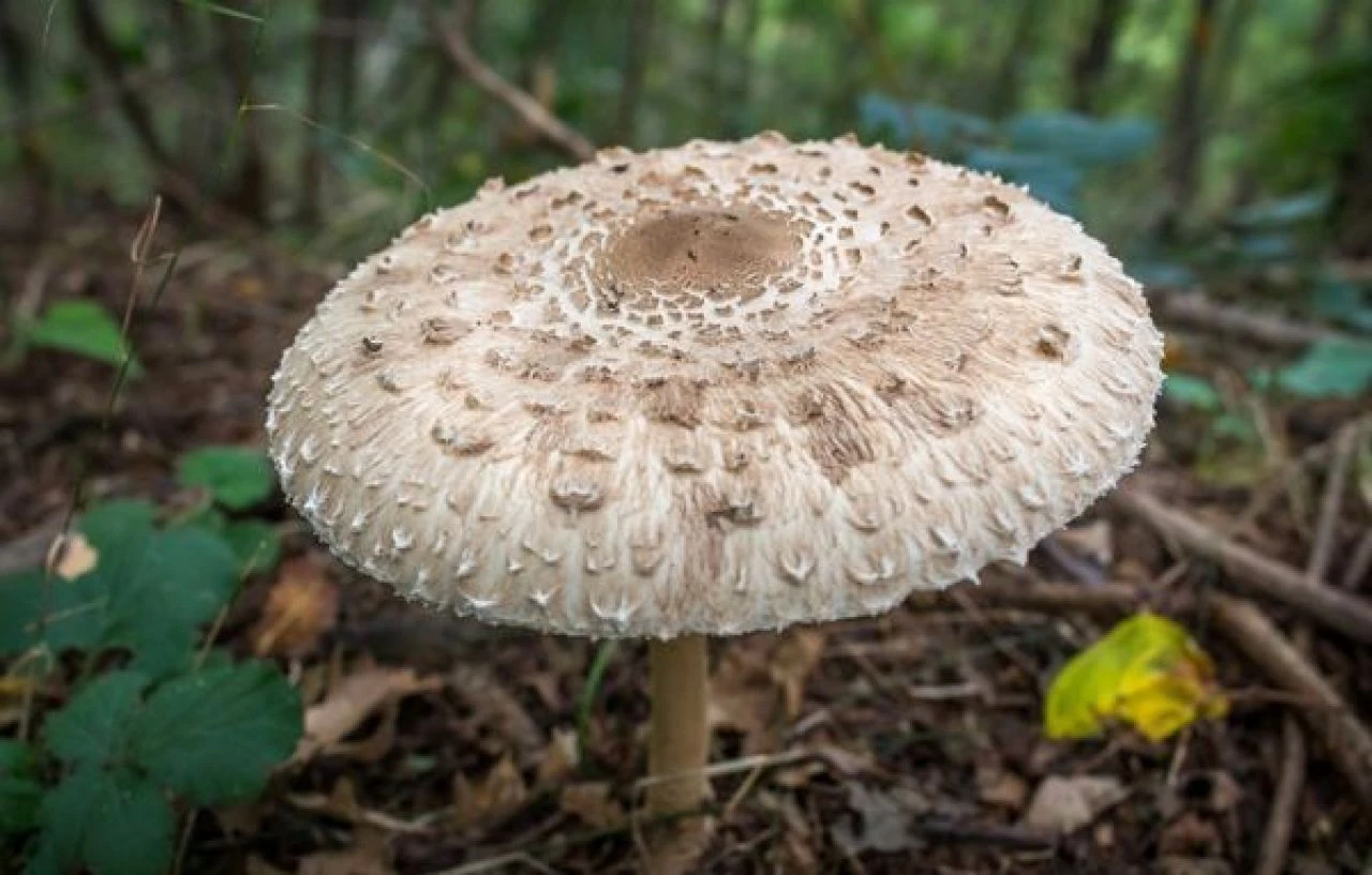 Kastamonu'da zehirli mantar vakası! Öğrenciler hastanelik oldu  - 1. Resim