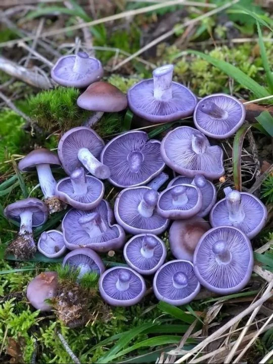 Onlarca kişiyi hastanelik etti! Sinsice zehirliyor, ölüme kadar götürüyor... - 2. Resim