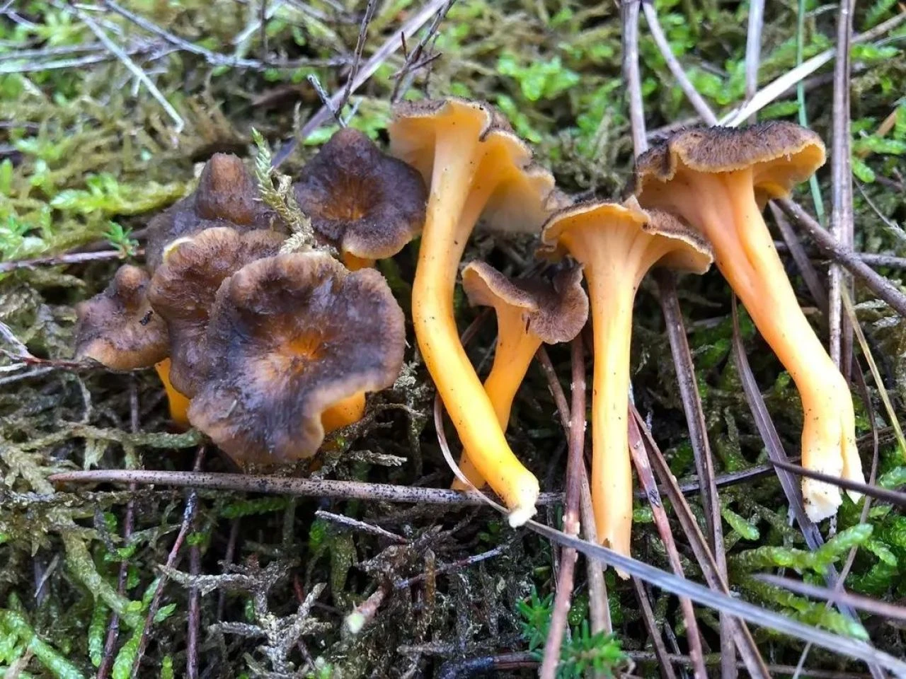 Onlarca kişiyi hastanelik etti! Sinsice zehirliyor, ölüme kadar götürüyor... - 3. Resim