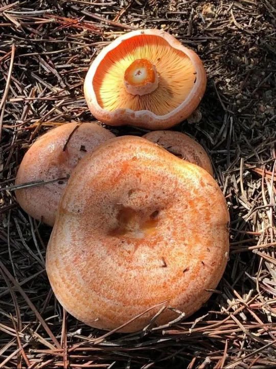 Onlarca kişiyi hastanelik etti! Sinsice zehirliyor, ölüme kadar götürüyor... - 1. Resim