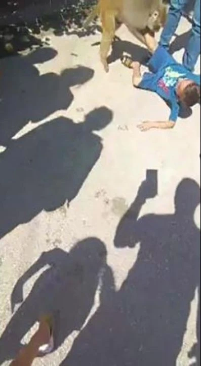 Sevilmek istemeyen maymun çocuğa saldırdı! Ekipler cezayı kesti