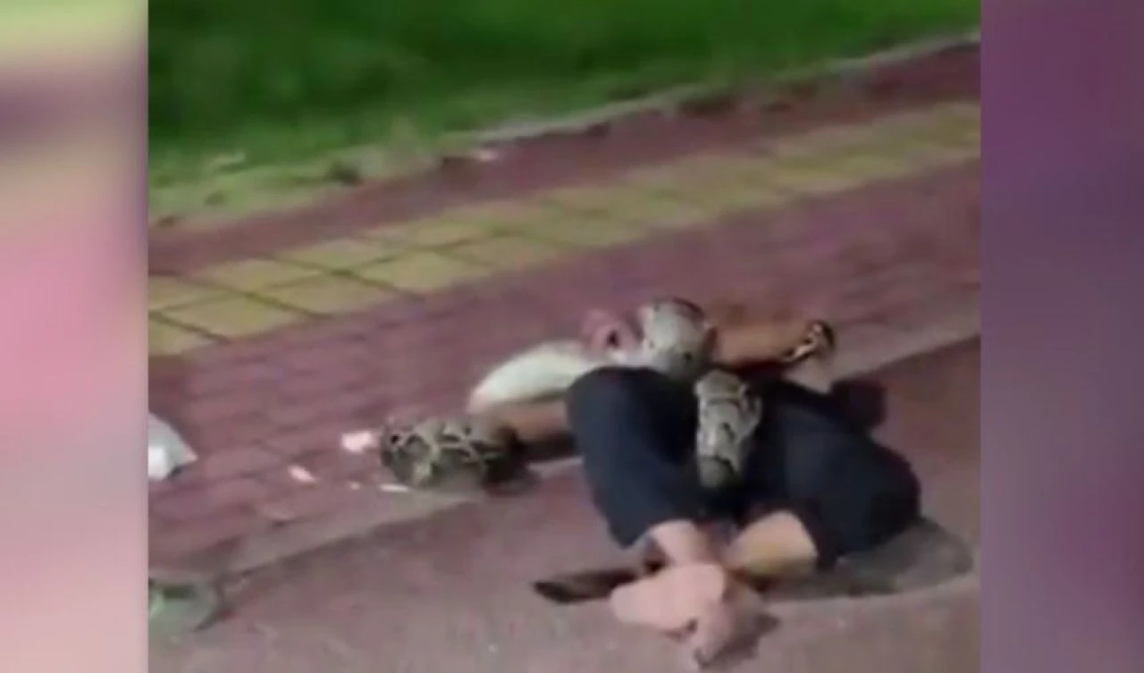 Alkollü adam pitonla güreş tuttu! O anlar sosyal medyada hızla yayıldı - 2. Resim