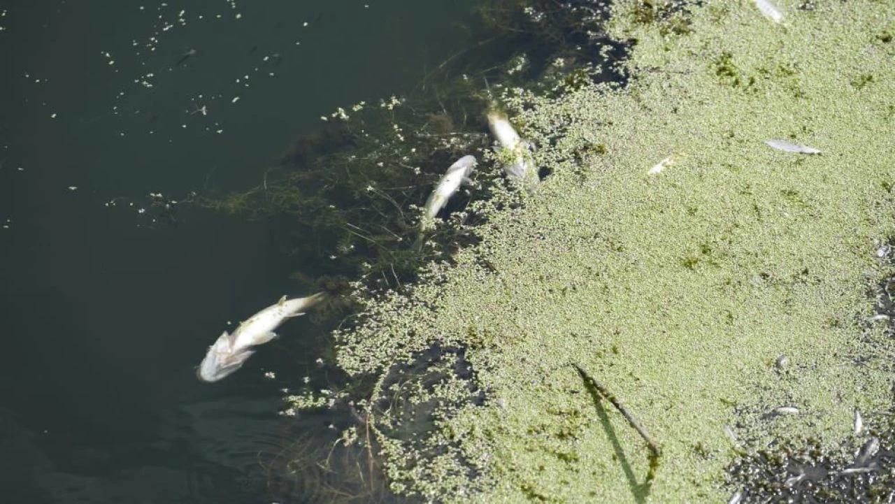 Kırıkkale’de toplu balık ölümleri tedirgin etti: İlk kez karşılaştık! - 1. Resim