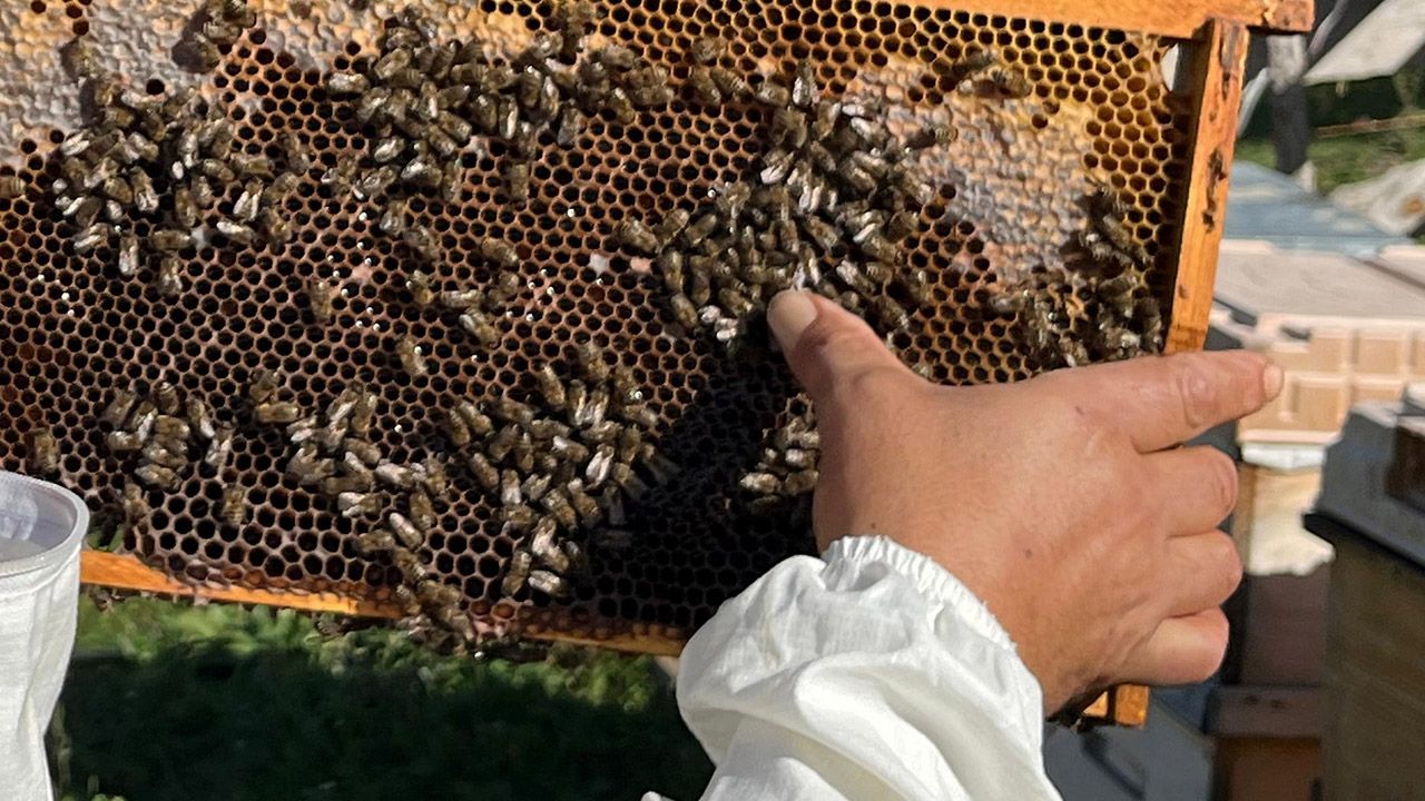 Yıllar önce keşfedildi şimdi değerini katladı! Köylü siparişlere yetişemiyor