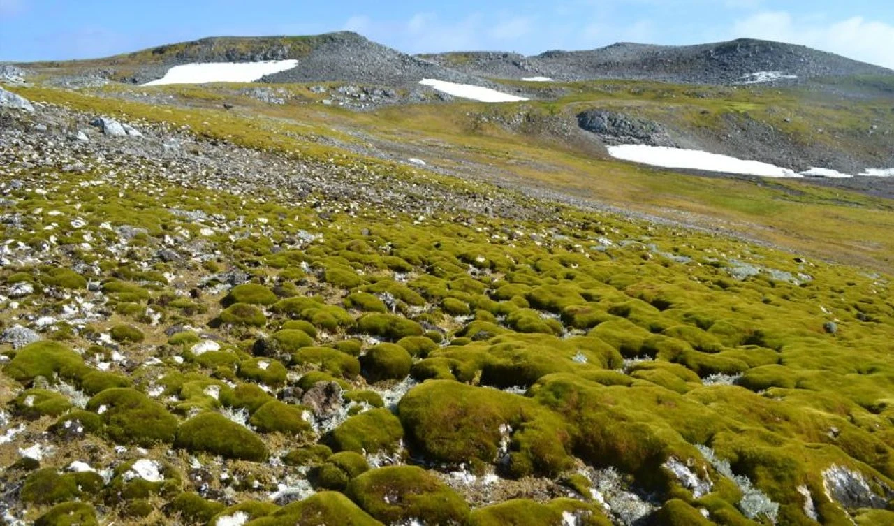 Antarktika artık beyaz değil! Korkutan rapor ortaya çıktı