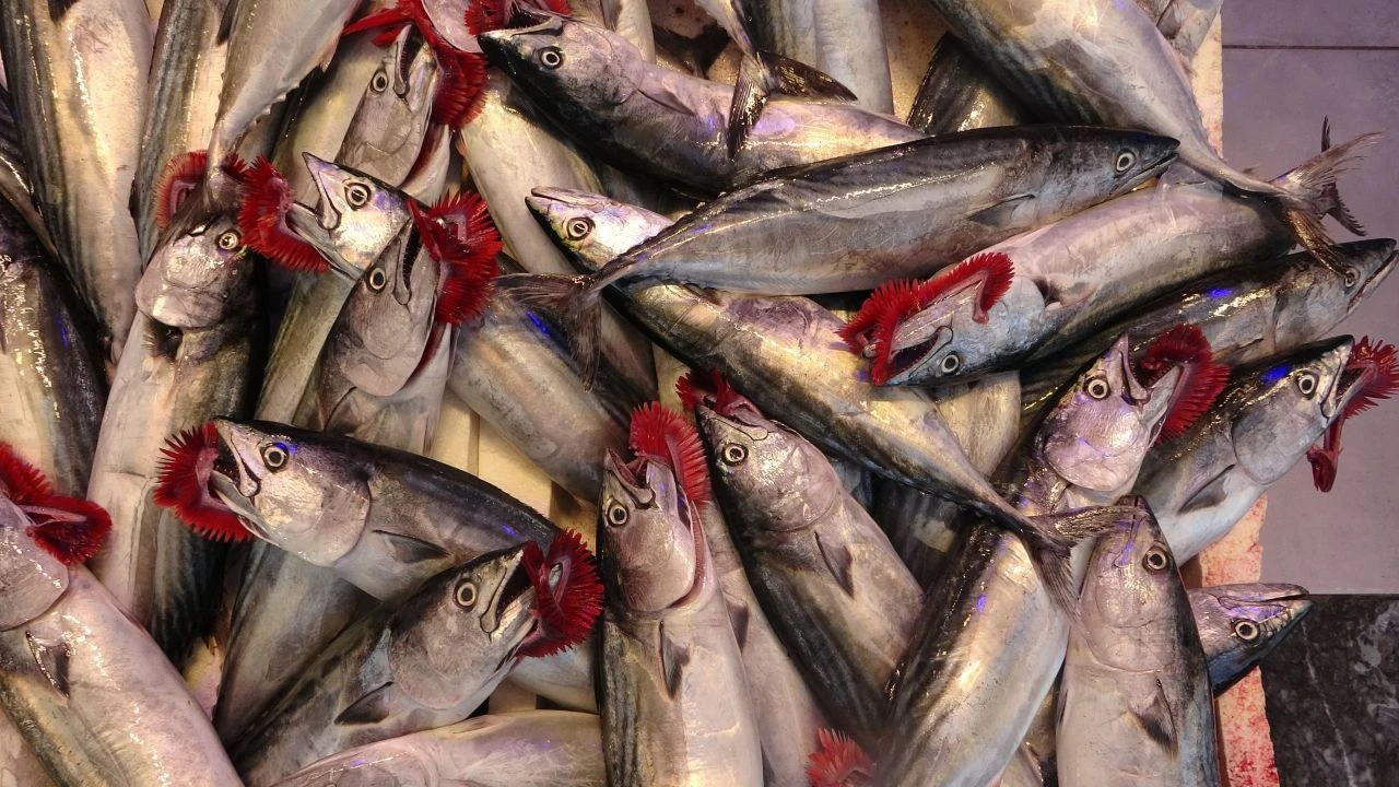 Palamut tezgahta hamsiyi solladı! Bu başarısı ihracatına yansımadı - 4. Resim