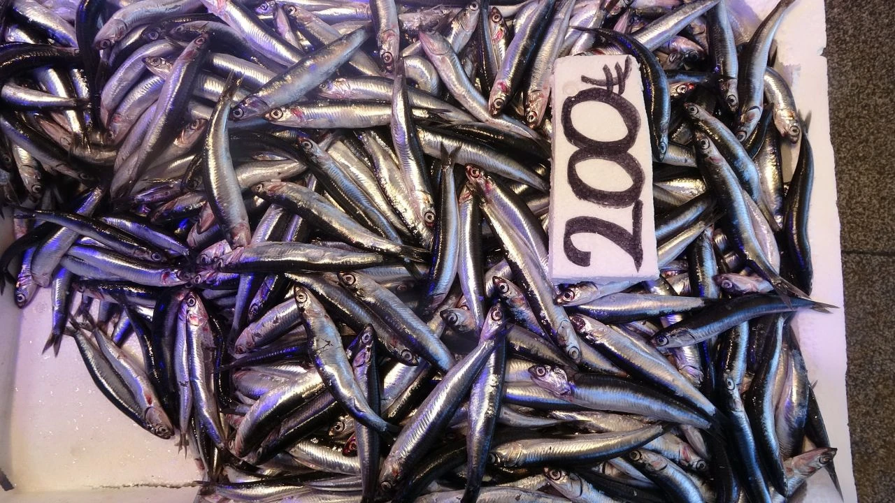 Palamut tezgahta hamsiyi solladı! Bu başarısı ihracatına yansımadı - 3. Resim