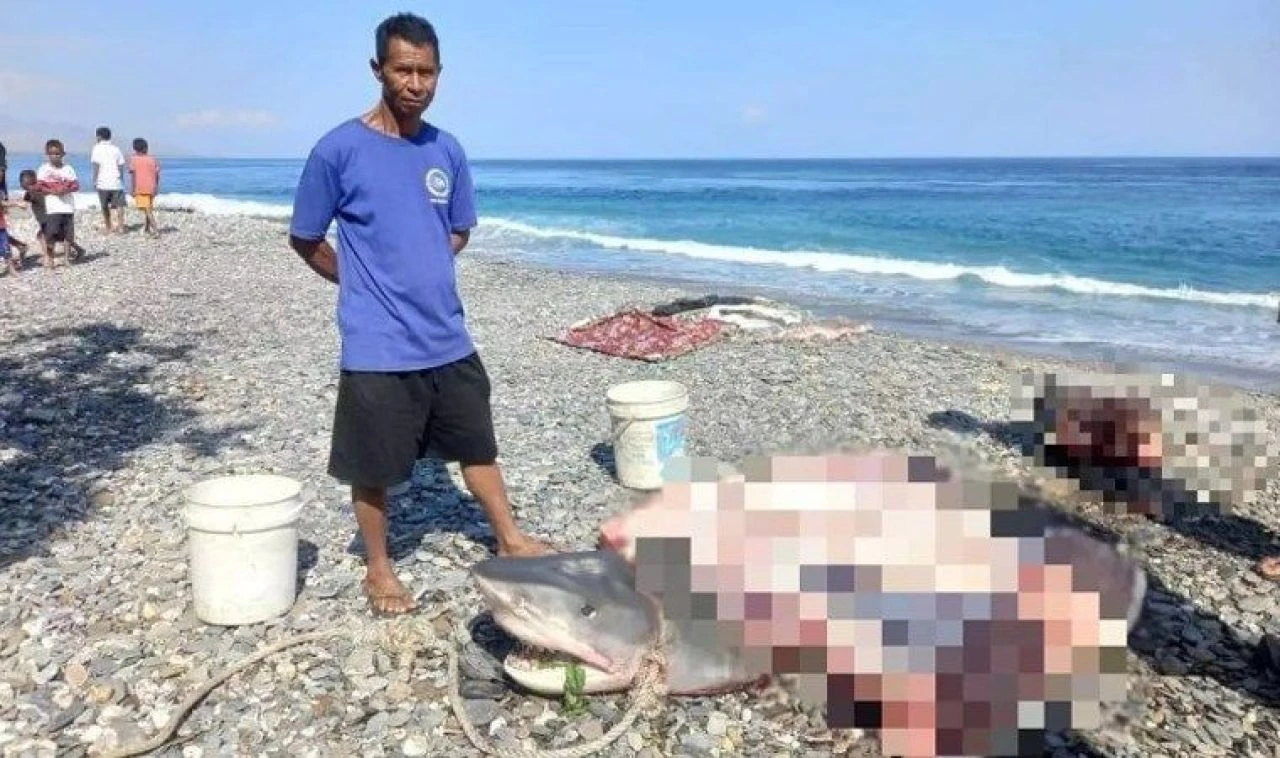 Dalış sırasında kaybolmuştu! Balıkçının yakaladığı köpek balığının içinden kayıp kadın çıktı