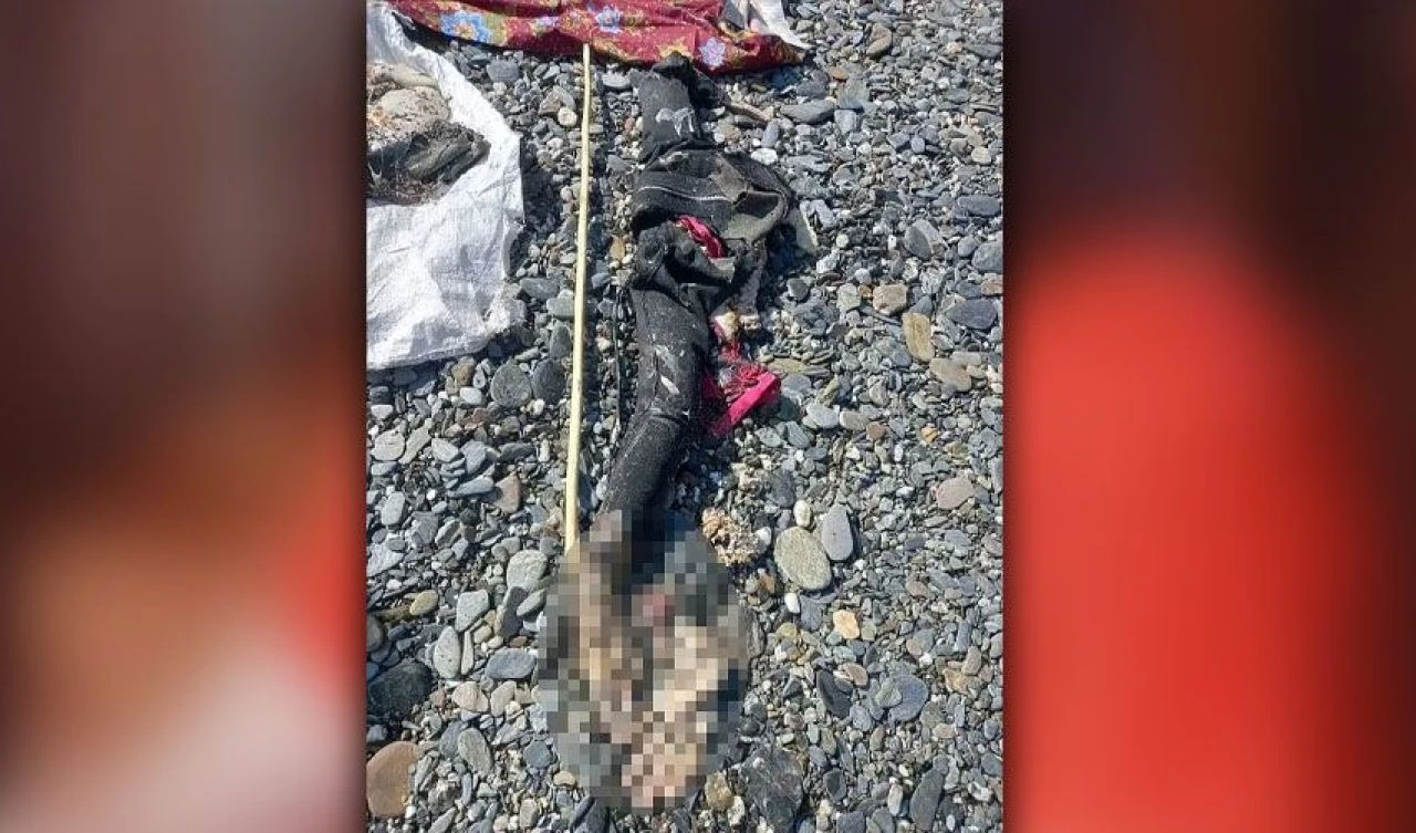 Dalış sırasında kaybolmuştu! Balıkçının yakaladığı köpek balığının içinden kayıp kadın çıktı