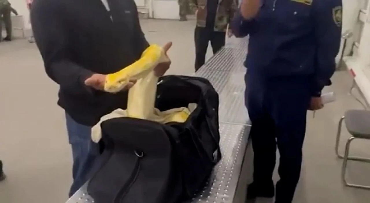 Havalimanı'nda şoke eden olay: El bagajından metrelerce uzunlukta piton çıktı - 2. Resim