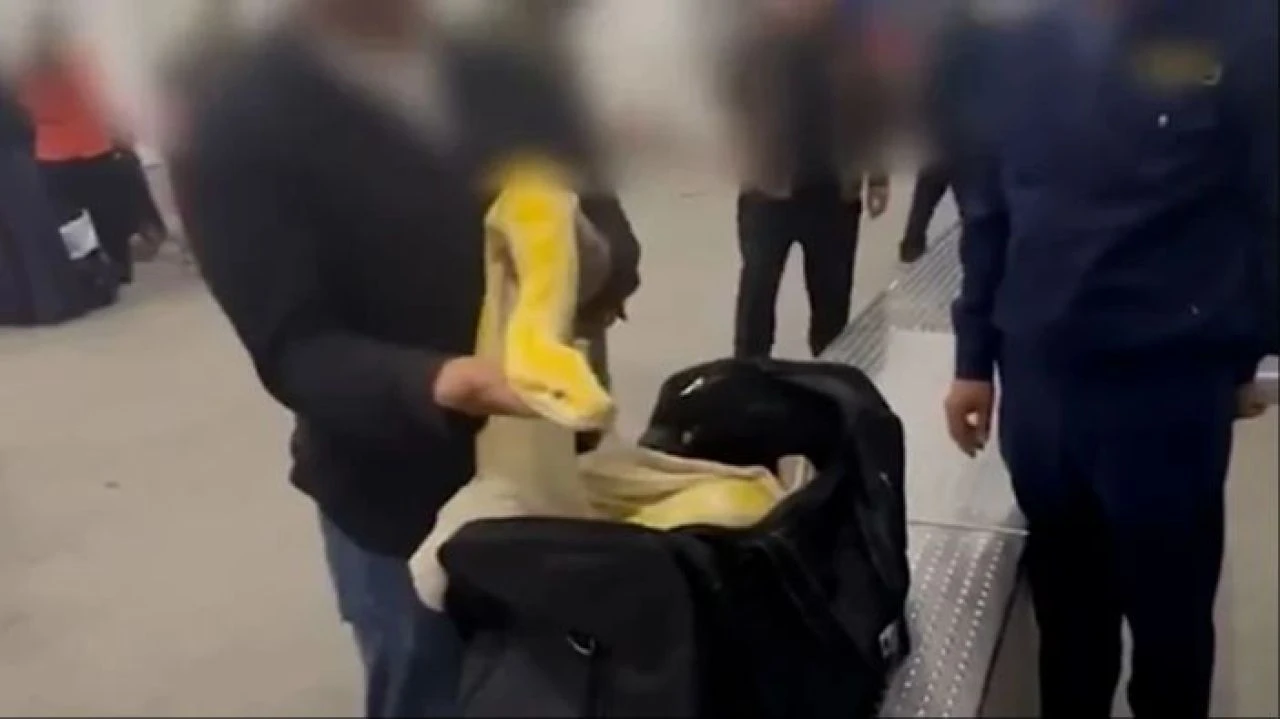 Havalimanı'nda şoke eden olay: El bagajından metrelerce uzunlukta piton çıktı - 1. Resim