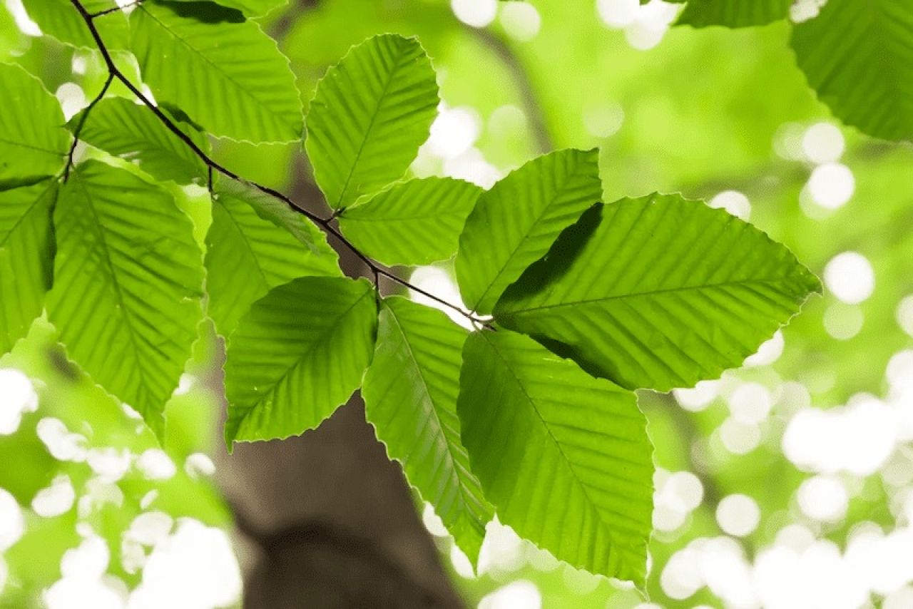 Yüksek elektrik faturaları tarih olabilir! Yapay bitki, ücretsiz elektrik sağlıyor - 1. Resim