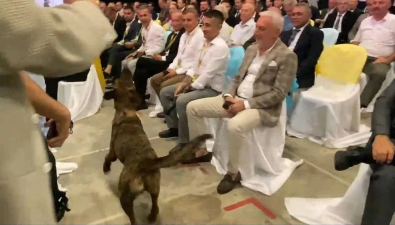 Başıboş sokak köpeği sorunu devam ediyor! Bu kez yer Antalya: Fuara daldı - 1. Resim