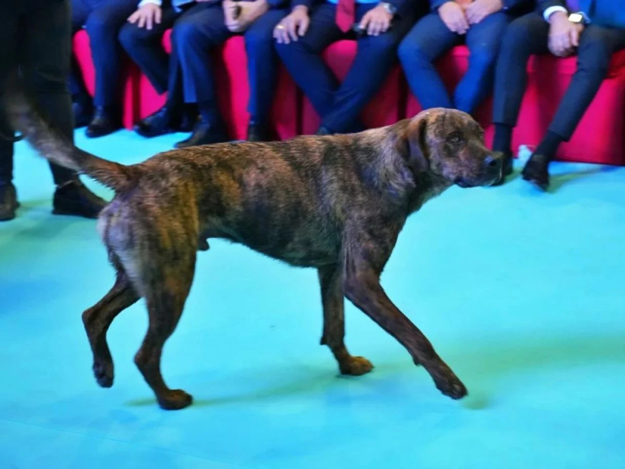 Başıboş sokak köpeği sorunu devam ediyor! Bu kez yer Antalya: Fuara daldı - 2. Resim