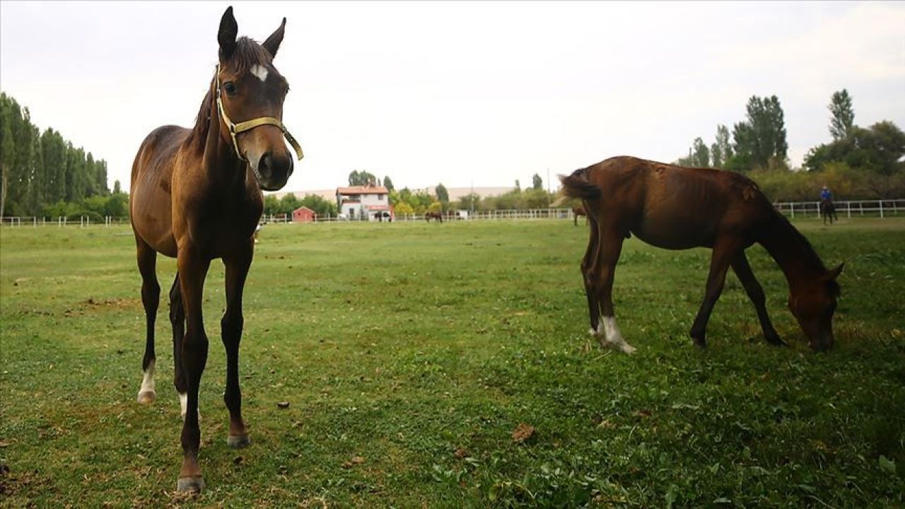 Tek tırnaklı hayvanlar arasında at ve eşek yer alıyor - 1. Resim