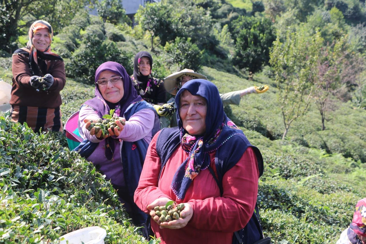 Yaprağı da çöpü de para ediyor! Çay tohumundan üretilenler şaşırtacak - 1. Resim