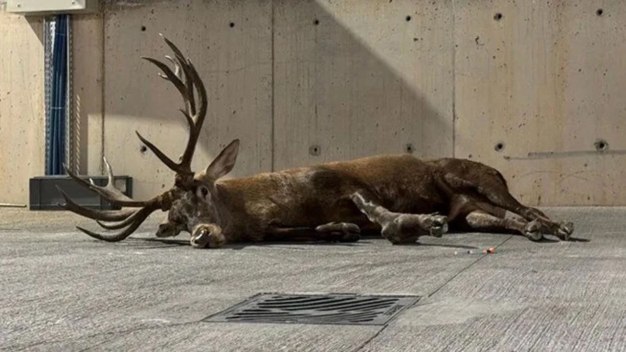 Yaralı geyik görüntüleri sosyal medyayı ayağa kaldırdı! Türk mitolojisinde yaralı geyik ne anlama geliyor?