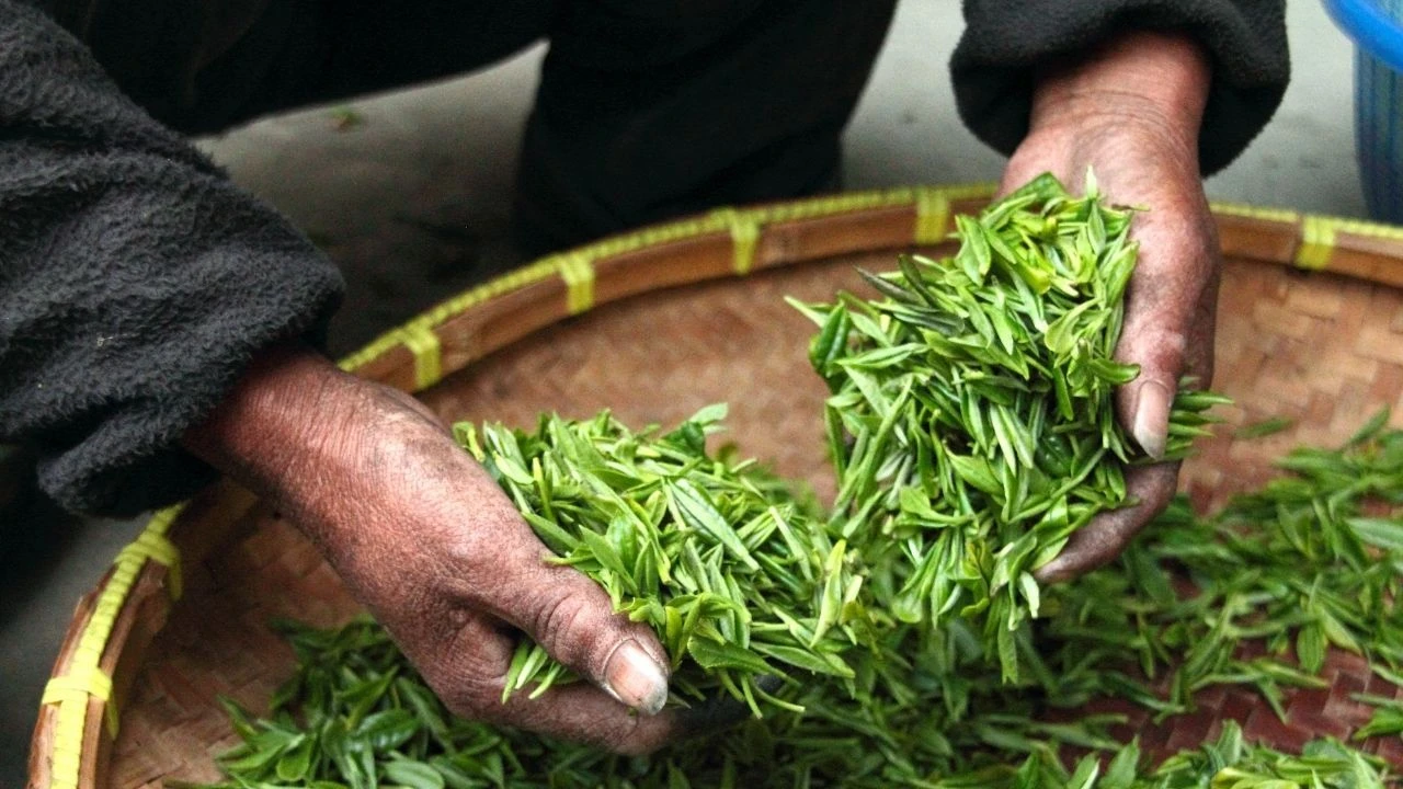 Yaş çayda fark ödemesi desteği detayları açıklandı! Üreticilerin kullanım esasları belli oldu