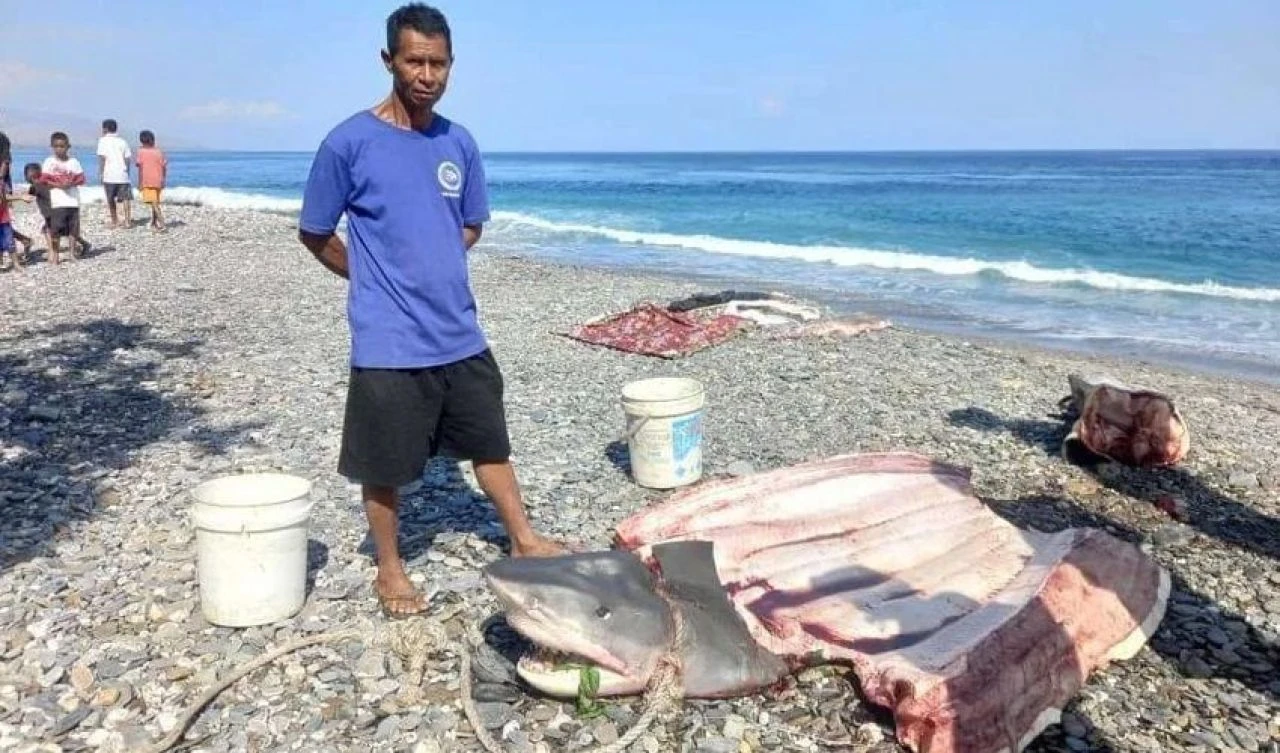 Dalış sırasında kaybolmuştu! 2 hafta sonra köpekbalığının midesinde bulundu - 1. Resim
