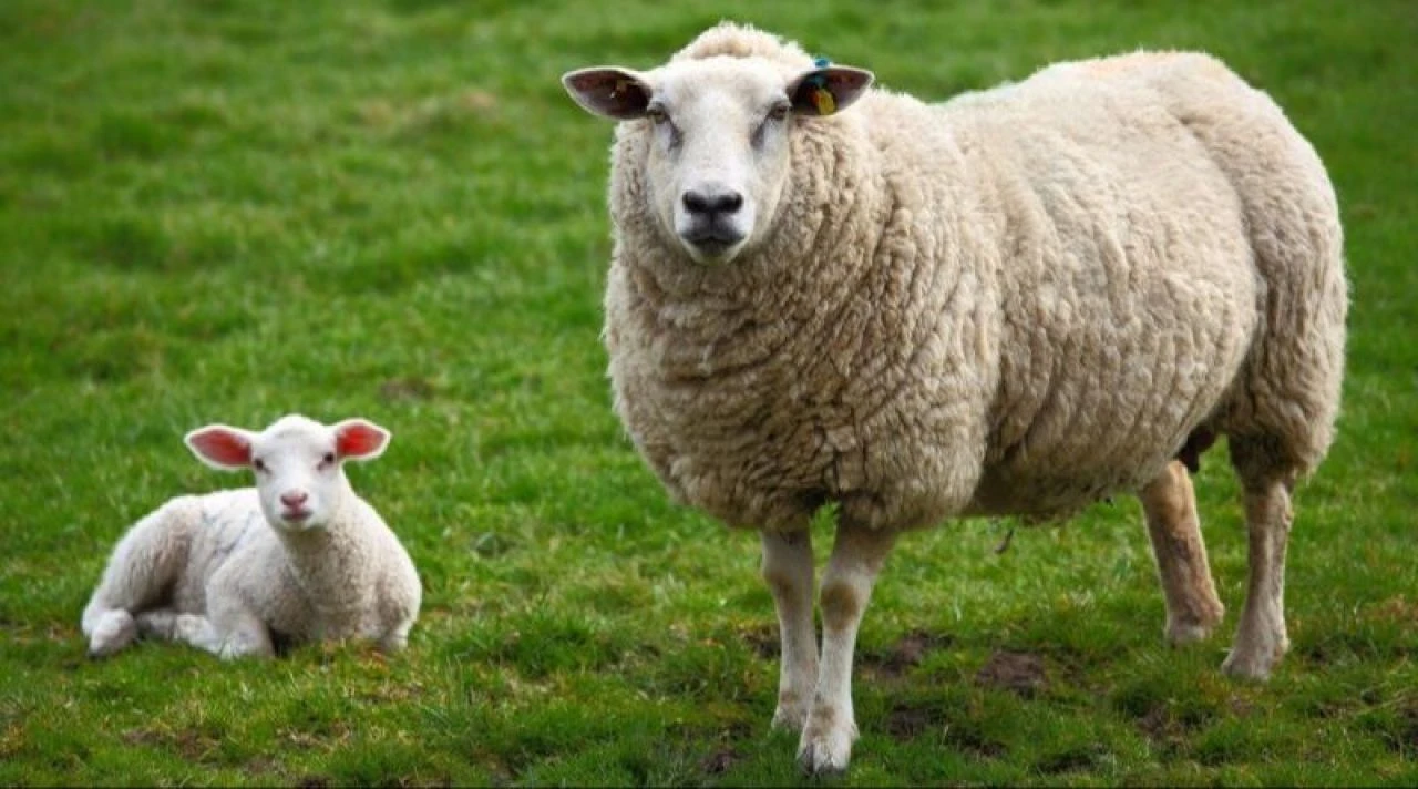 Mavi dil hastalığı viral enfeksiyonlar sonucu meydana geliyor