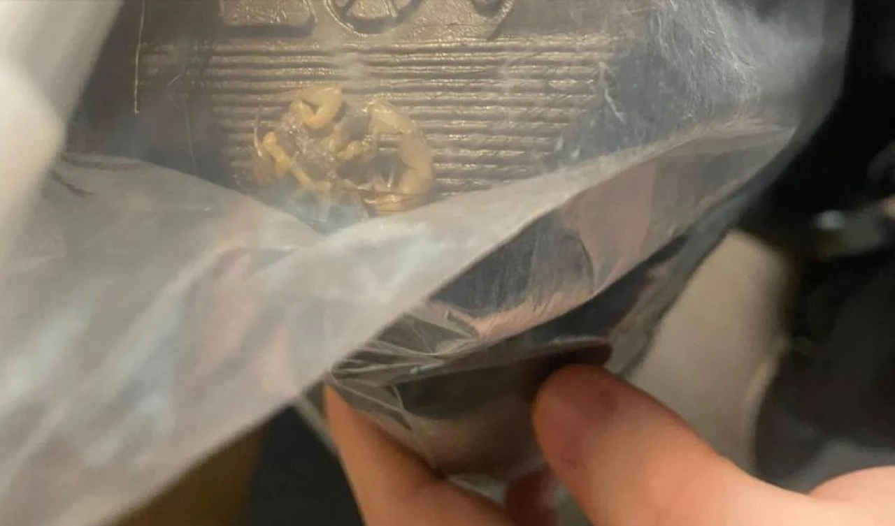 İnternetten bot sipariş etti, gördüğü karşısında şoke oldu: Oyuncak sandım