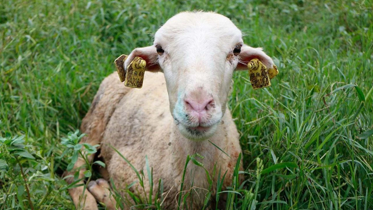 Mavi dil hastalığı sivrisinek ısırması sonucu bulaşıyor