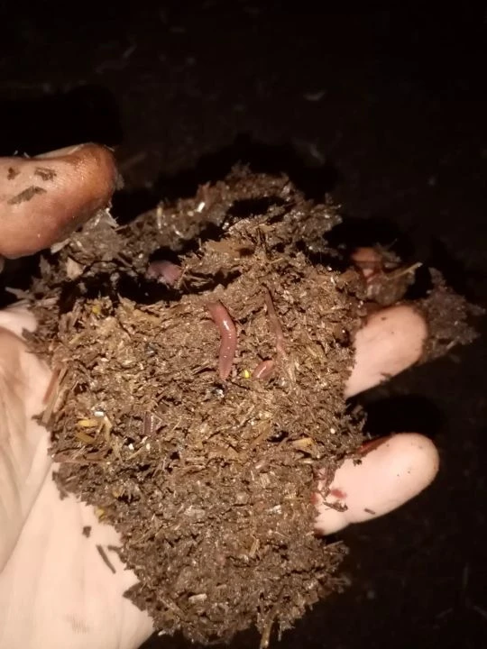 Şehirden sıkıldı, bilinmeyeni başardı! 12 milyon solucanla iki yılda 12 ton üretiyor - 2. Resim