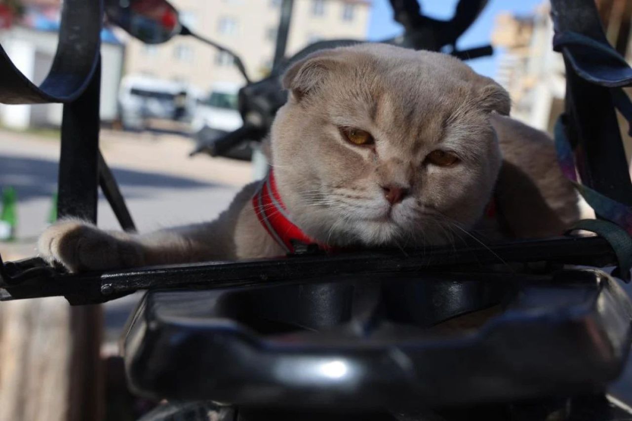 Motosiklet tutkunu tüpçü kedi! 'Al Capone' kentin maskotu oldu - 1. Resim